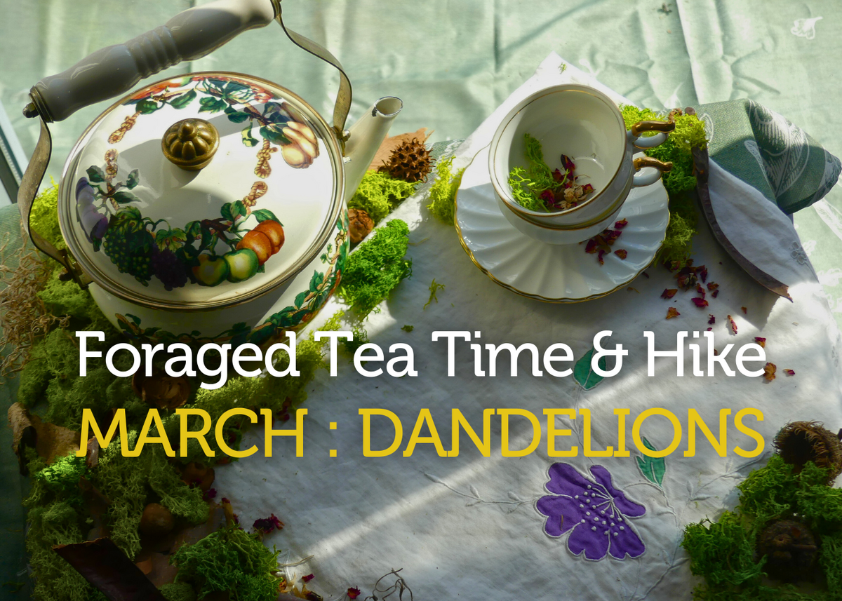 Foraged Tea time & Hike: Dandelions